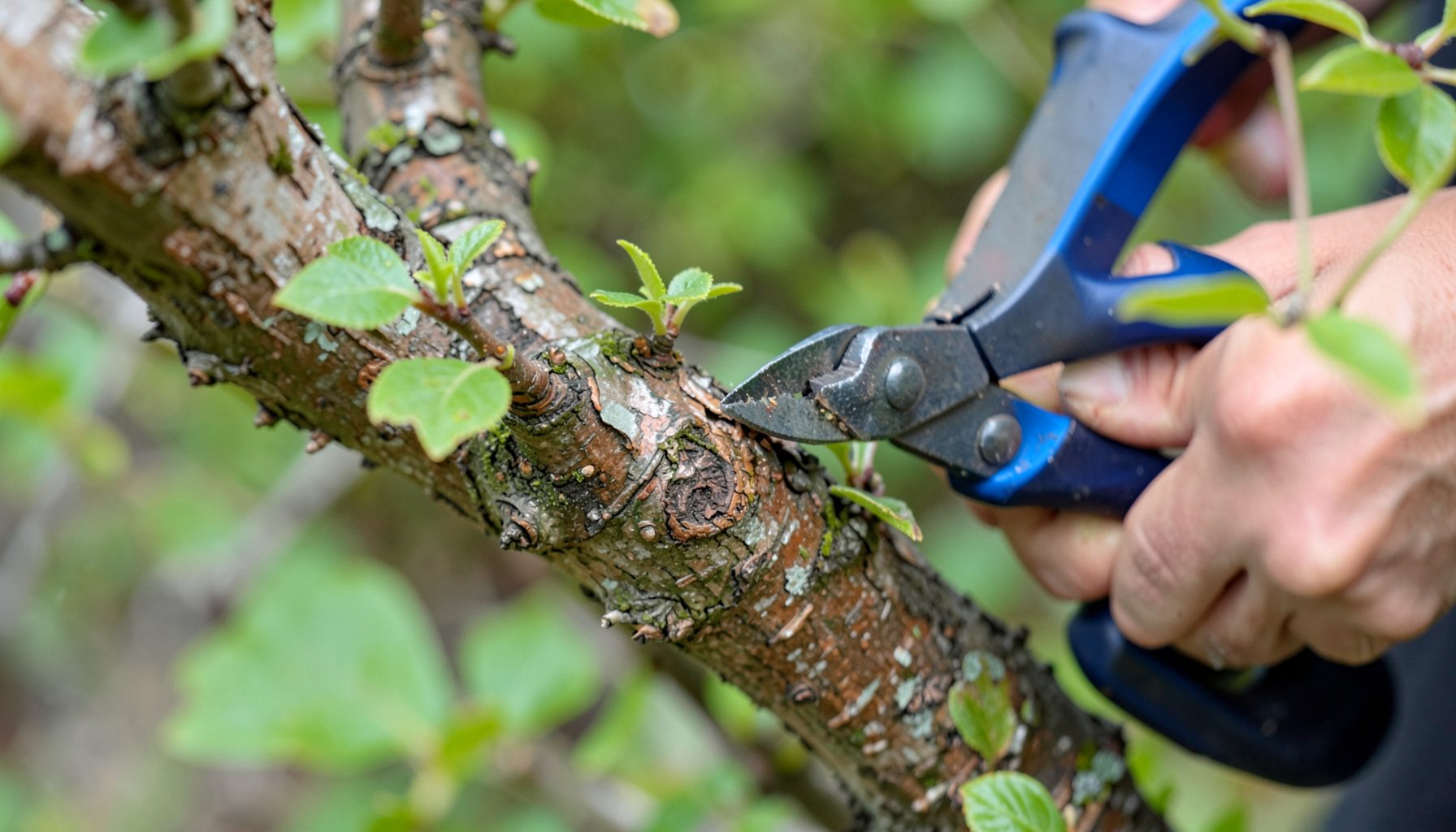 Close-up of a tree branch being trimmed with pruning tools, green leaves and brown bark visible, focused and careful mood