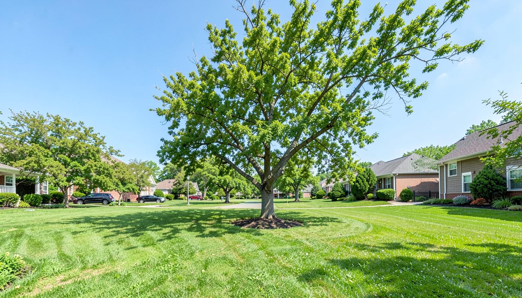 Wide view of a leafy green residential yard in Sioux Falls with a large mature tree recently trimmed, calm blue sky over