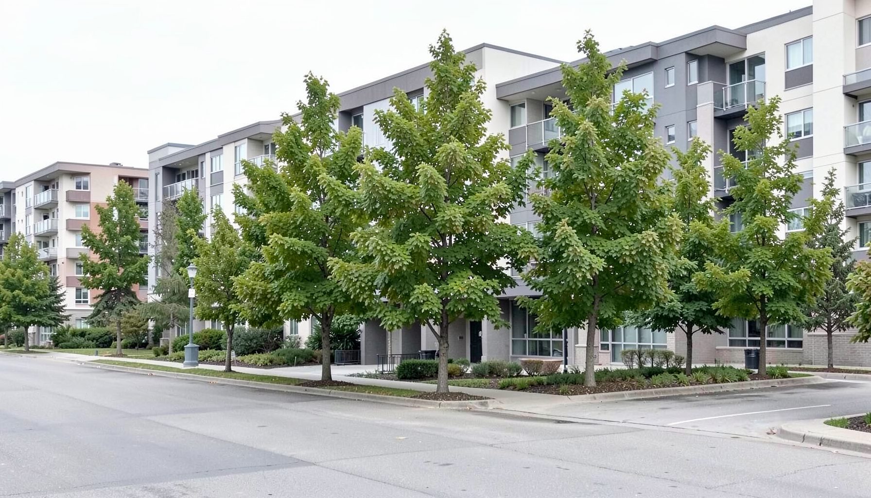 Row of trees along a commercial apartment property with even canopy shapes, muted green and gray tones, clean and maintained appearance
